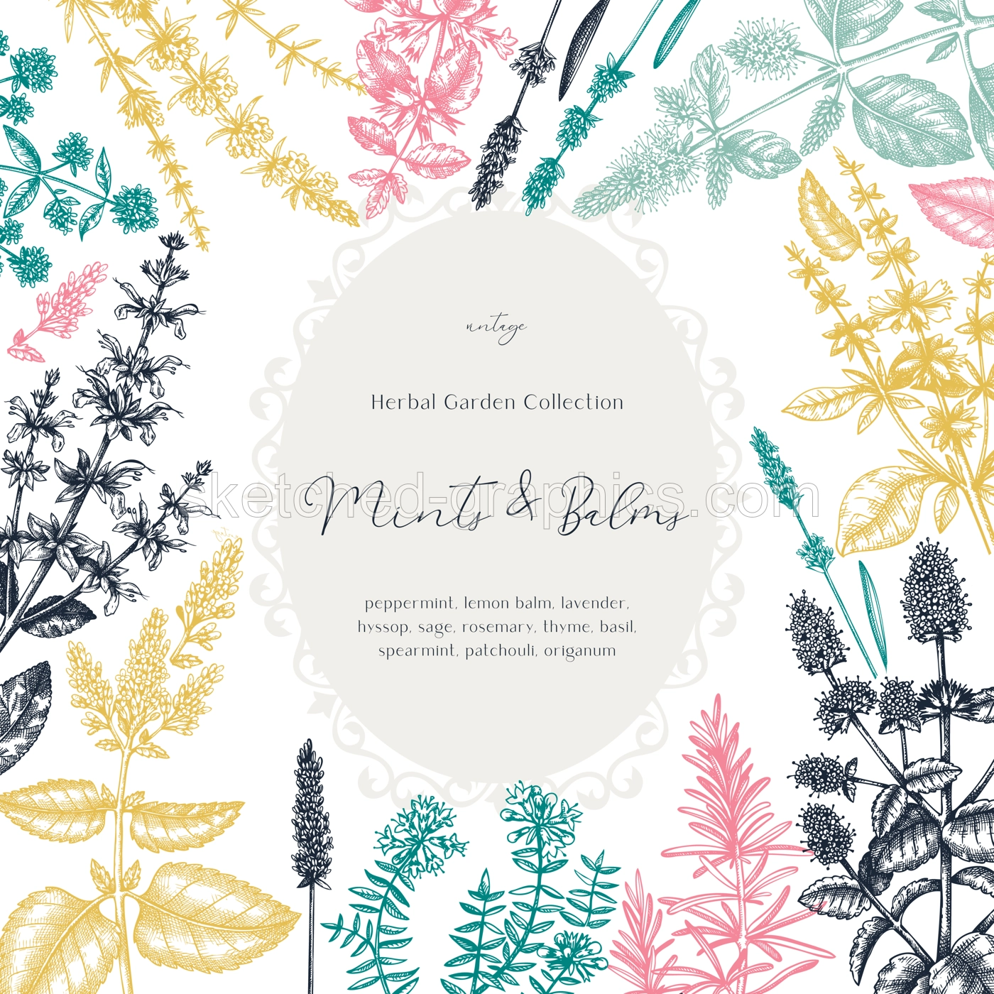 Mints and balms vintage design in color. Hand sketched aromatic and medicinal herbs frame. Mint plants frame in vintage style. Perfect for herbal tea ingredients, recipe, label, packaging.  Illustration